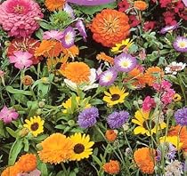Wildflower Seeds 1000+ Low Growing