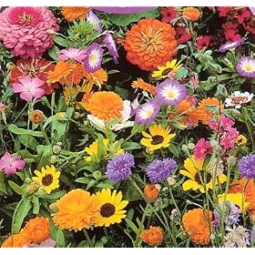 Wildflower Seeds- 1000+ Low Growing