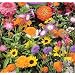 Wildflower Seeds- 1000+ Low Growing