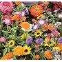 Wildflower Seeds 1000+ Low Growing