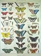 Cavallini Decorative Paper- Natural History Butterfly Print 20x28 Inch Sheet