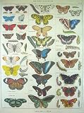 Cavallini Decorative Paper- Natural History Butterfly Print 20x28 Inch Sheet