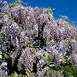 Perennial Plants - Chinese Wisteria - Gallon