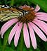 Coneflower Books