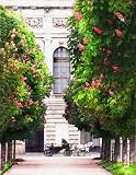 0010509 Canvas Art for Home Decor - Hand Finished Giclee Landscape Painting Vienna in May from Old World series by Lena Kashigin, 12x16, Original Canvas Artwork Numbered and Signed by the Artist, LIMITED EDITION, Gallery Wrap, ready to hang.