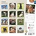 Cockapoos 2015 Calendar