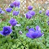 アネモネ：ポルト ブルー3.5号ポット3株セット