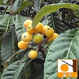 ビワ：茂木（モギ）4～5号ポット[果皮がむきやすく甘い！暖地向きの中生豊産種][苗木]