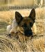 German Shepherds Weekly 2006 Calendar