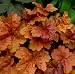 3 X Heurcherra  plants Peach flambe, Key lime & Astrosanguinium