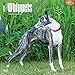 Whippets 2016 Wall Calendar
