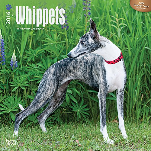 Whippets 2016 Wall Calendar