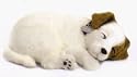 Perfect Petzzz Jack Russell Puppy Bundle