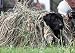 GHG Ground Force Hunting Dog Blind Killer Weed Kit