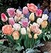 Pink Passion Blend - Unique Flower Mix - Colorful Flower Garden - - FALL PLANTING - SPRING FLOWERS -- Flowering Bulbs Include: Stunning mix of white tulips and pink tulips all a variety of shapes, sizes and patterns. We include our finest Double, Single, Fringed and Two-Toned. All varieties have slightly different flowering times so you will have over a month of flowers! For best effect, plant in large groupings -- Amazing Seeds for Your Flower Garden - (Easy & Hassle Free!) - Grow Flowers Quickly & Easily! A great gift idea for the home garden or family yard! This unique bulb seed mix grows beautiful live plants! When these flowers are cut, they make the perfect flower arrangements, in a flower vase, bouquet or flower basket!