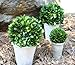 Preserved Boxwood Ball In Pot 3pc Set (4