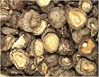 Shiitake Mushroom Caps