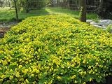 Eigenschaften Dachstauden  / Waldsteiniana ternata - Teppich-Goldbeere