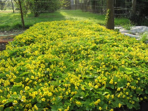 Waldsteiniana ternata - Teppich-Goldbeere, 6 Pflanzen