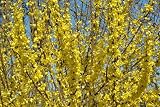 Forsythia intermedia Lynwood 3L