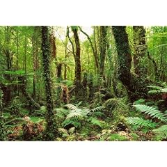 Fototapete XXL Paradise 368x254 cm