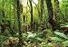 Fototapete Motivtapete Bildtapete Paradise Urwald Dschungel Wald Wälder Bäume Amazonas Regenwald - Lieferung inkl. Tapetenleim - Wall Mural 8-Teilig - Größe 368 x 254 cm