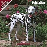 Picture Of Dalmatian 16 Month 2009 Calendar