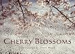 Cherry Blossoms
