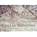 Cherry Blossoms
