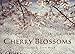 Cherry Blossoms