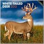 White-Tailed Deer 2013 Square 12X12 Wall Calendar