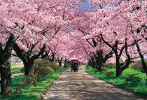 1000ピース 北上展勝地の桜並木 71-364
