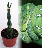 Braided Green Python Snake Plant - Sanseveria - Impossible to Kill! - Weird