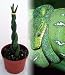 Braided Green Python Snake Plant - Sanseveria - Impossible to Kill! - Weird