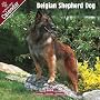 2009 Belgian Shepherd Dog Wall Calendar