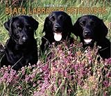 For the Love of Black Labrador Retrievers Deluxe Wall Calendar: 2004
