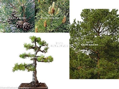 Scotch Pine Tree 10 Seeds Pinus Sylvestris Bonsai Scots Pine by serendipityseed