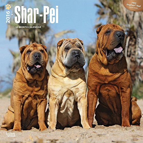 Shar-Pei - 2016 Calendar 12 x 12in