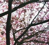Buy : Hypnagogue