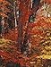 In Wildness Is the Preservation of the World