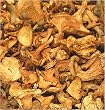 Chanterelle Mushrooms