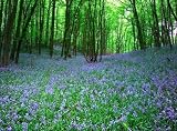 Native English Bluebell Seeds.- 20 Bluebell seeds