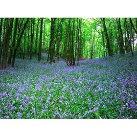 Bluebell - Native English Seeds.- 20 Bluebell seeds