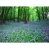 Bluebell - Native English Seeds.- 20 Bluebell seeds