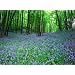 Bluebell - Native English Seeds.- 20 Bluebell seeds