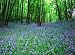 Native English Bluebell Seeds.- 20 Bluebell seeds