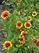 Gaillardia aristata Kobold - Kokardenblume