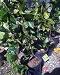Lavender Trumpet Vine One Gallon Plant