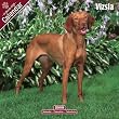 Vizsla 2009 Wall Calendar