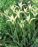 Green Star Lily-Flowered Tulip 10 Bulbs - NEW!